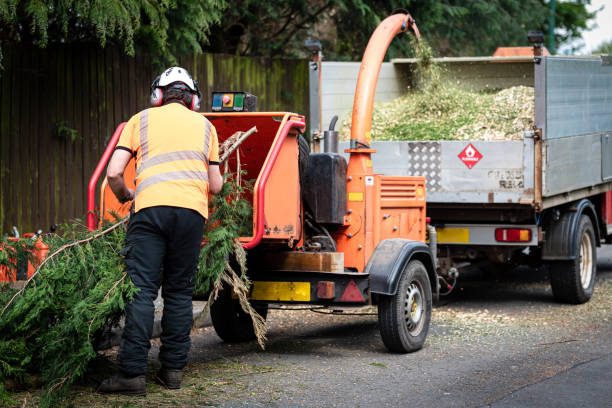 Reliable Elizabeth, NJ Tree Care Services Solutions