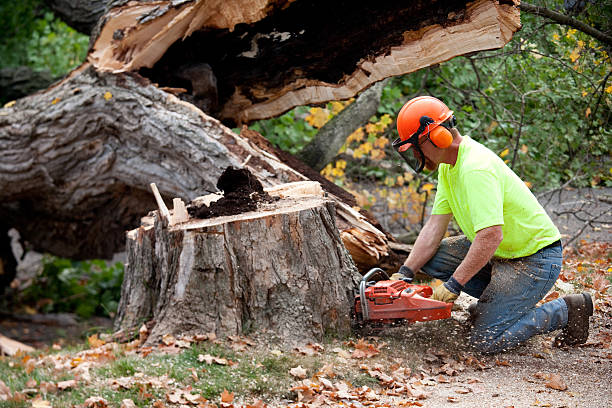 How Our Tree Care Process Works  in  Elizabeth, NJ